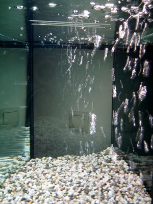Мой первый аквариум 180 литров Altair  - PB130094_small.jpg