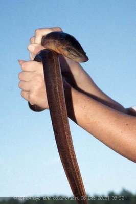 Угорь ложный, Угорь рисовый (Monopterus albus, Swamp eel)