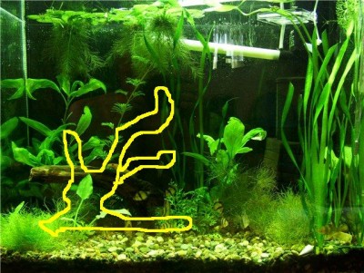 Мой аквариум 50 литров greblin  - f4968c044039.jpg