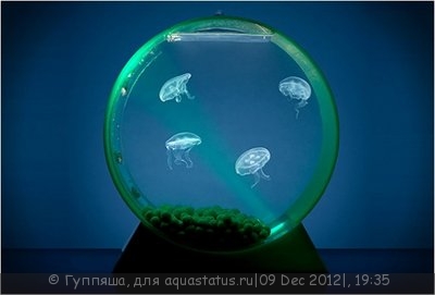 Фото Интересные аквариумы со всего мира (photo#31234)