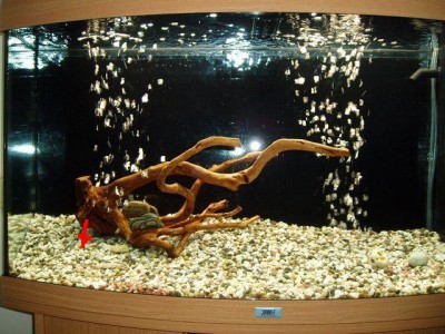Мой первый аквариум 180 литров Altair  - PB170097_small.jpg