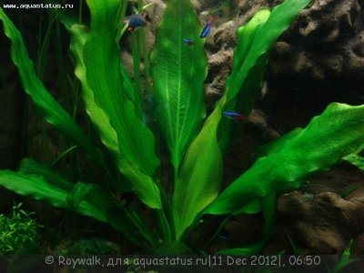 Опознание аквариумных растений - 222.jpg