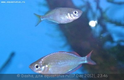 Фото Мой аквариум 200 литров Dasha  (photo#31516)