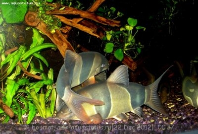 Мой аквариум Боцарий 280 литров bosmat  - DSC00560ь.jpg