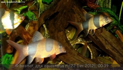 Фото Мой аквариум Боцарий 280 литров bosmat  (photo#31735)