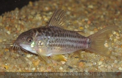 Фото Коридорас Напо Corydoras napoensis  (photo#31743)