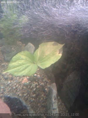 Опознание аквариумных растений - 2012-12-24 11.10.00.jpg