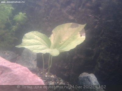 Опознание аквариумных растений - 2012-12-24 13.37.56.jpg
