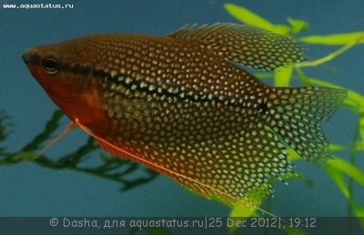 Фото Мой аквариум 200 литров Dasha  (photo#31913)