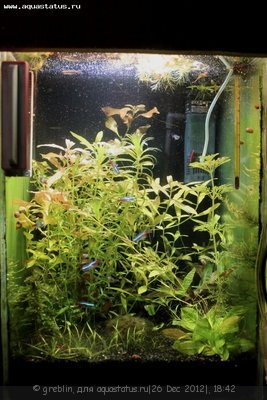 Мини аквариум 30 литров greblin  - IMG_4863.jpg