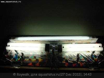 Аквариум - узкий травник 70 литров Roywalk  - DSC04363.JPG