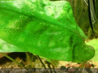 Фото Мой аквариум Затонувший корабль 135 литров dexdex  (photo#32096)