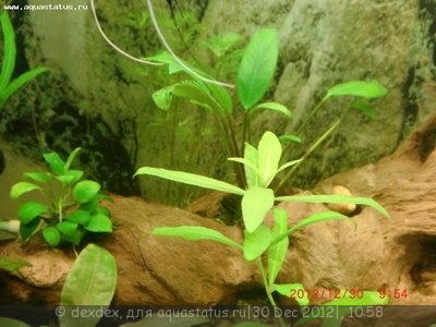 Фото Мой аквариум Затонувший корабль 135 литров dexdex  (photo#32097)