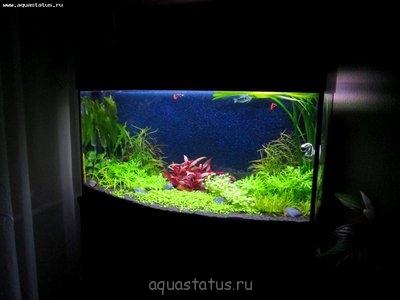 Аквариум любителя 100 литров (Fishermen555)