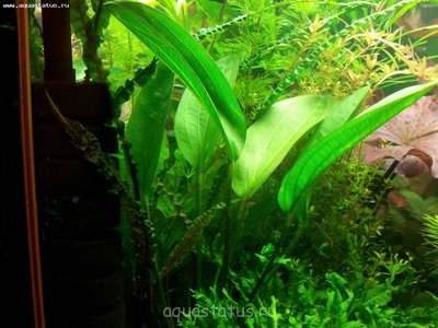 Опознание аквариумных растений - 20130104_212747.jpg