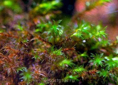 Фото Мох миллиметровый Barbula sp. millimeter moss  (photo#32414)