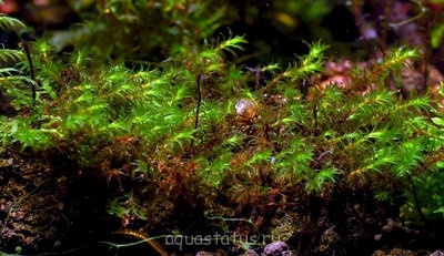 Фото Мох миллиметровый Barbula sp. millimeter moss  (photo#32415)