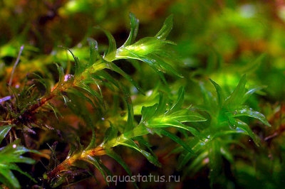 Фото Мох миллиметровый Barbula sp. millimeter moss  (photo#32416)