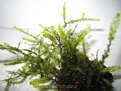 Фото Мох Бинтан 1 moss sp. Bintan 1  (photo#32419)