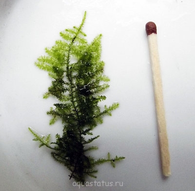 Фото Мох Мини Mini Moss - Taxiphyllum spec.  (photo#32420)