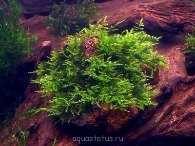 Фото Мох Мини Mini Moss - Taxiphyllum spec.  (photo#32421)