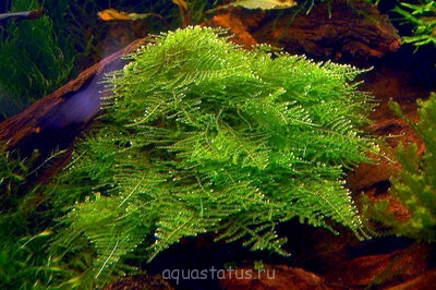 Мох "Мини" (Mini Moss - Taxiphyllum spec.)