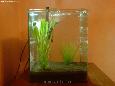 Фото Мой аквариум Nano Cube 20 литров Атя  (photo#32431)