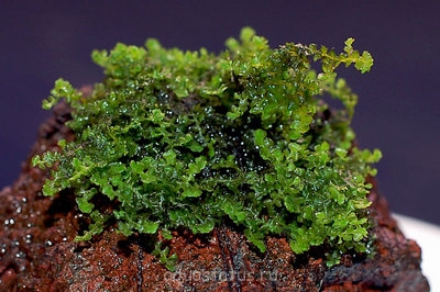 Фото Мох Бейс Buce moss  (photo#32472)