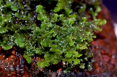 Фото Мох Бейс Buce moss  (photo#32473)