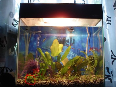 Мой аквариум 40 литров taar  - 12345.jpg