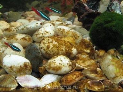 Фото Водоросли в аквариуме (photo#32612)