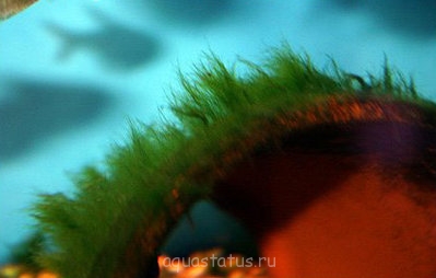 Фото Водоросли в аквариуме (photo#32623)