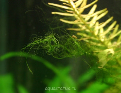 Фото Водоросли в аквариуме (photo#32632)