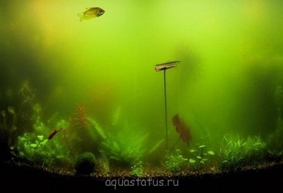 Фото Водоросли в аквариуме (photo#32633)