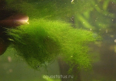 Фото Водоросли в аквариуме (photo#32636)