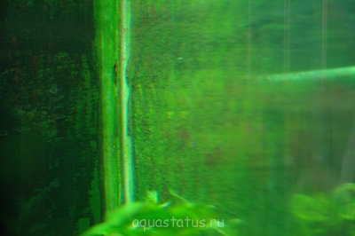 Green Dust Algae - greendustalgae.jpg