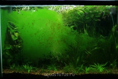 Green Dust Algae - gda.jpg