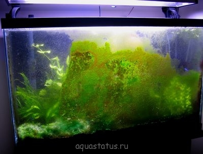 Green Dust Algae - gda2.jpg