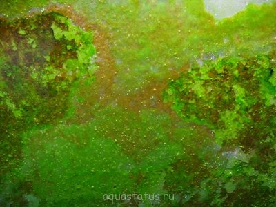 Green Dust Algae - gda3.jpg