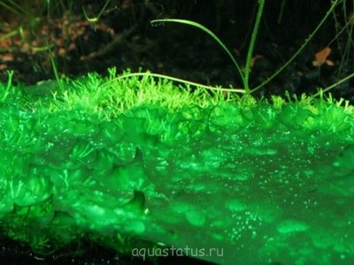 Сине-зеленые водоросли - sz1.jpg
