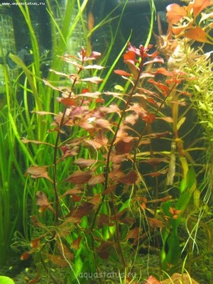 Опознание аквариумных растений - IMG_3608.jpg