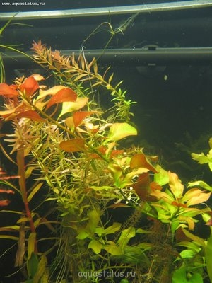 Опознание аквариумных растений - IMG_3609.jpg