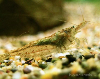 Вишневая креветка (Neocaridina heteropoda var. Red)