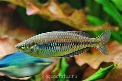 Фото Меланотения парва Melanotaenia parva  (photo#32719)