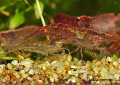 На переднем плане самец, далее самка. - red-cherry-shrimp-female-and-male.jpg