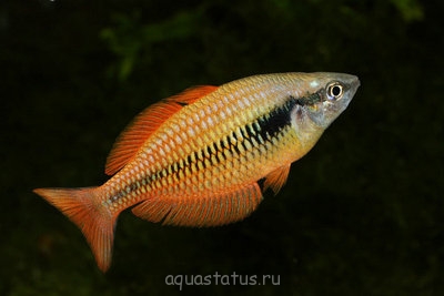 Фото Меланотения парва Melanotaenia parva  (photo#32721)