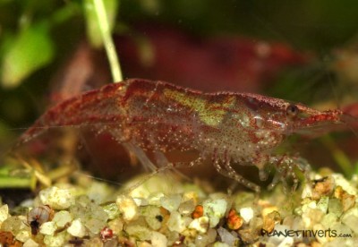 Самка вишневой креветки с зеленым седлом - red-cherry-shrimp-female-green-saddle.jpg