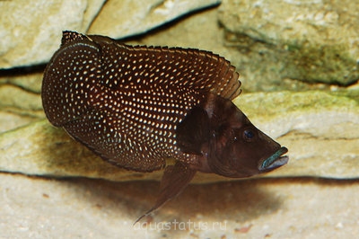 Альтолампрологус кальвус "блек" (Altolamprologus calvus "black")