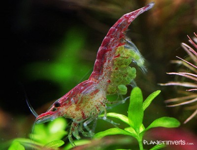 Вишневая креветка с зеленой икрой - red-cherry-shrimp-female-green-eggs.jpg