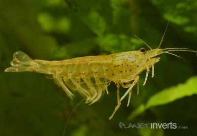 Креветка амано (Amano Shrimp, Caridina multidentata)